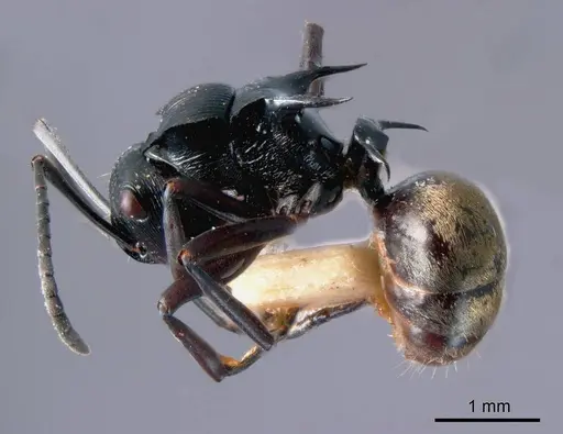 Polyrhachis barretti specimen ANTWEB1008257 image antweb1008257_2