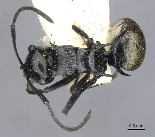 Polyrhachis barretti specimen CASENT0903338 image casent0903338_1