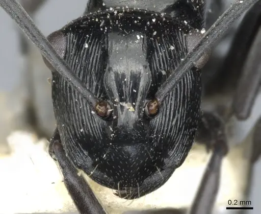 Polyrhachis barretti specimen CASENT0903338 image casent0903338_2