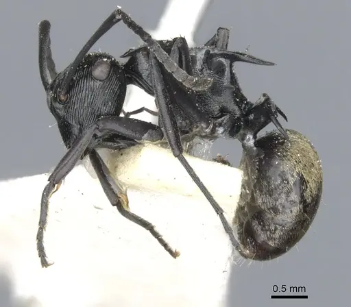 Polyrhachis barretti specimen CASENT0903338 image casent0903338_3