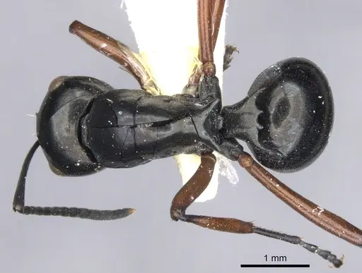 Polyrhachis barryi specimen CASENT0903394 image casent0903394_1