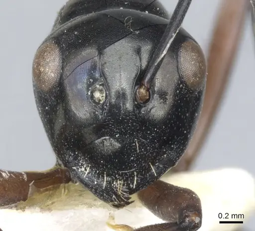 Polyrhachis barryi specimen CASENT0903394 image casent0903394_2