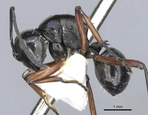 Polyrhachis barryi specimen CASENT0903394 image casent0903394_3