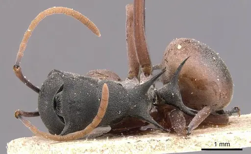 Polyrhachis basirufa specimen CASENT0905634 image casent0905634_1
