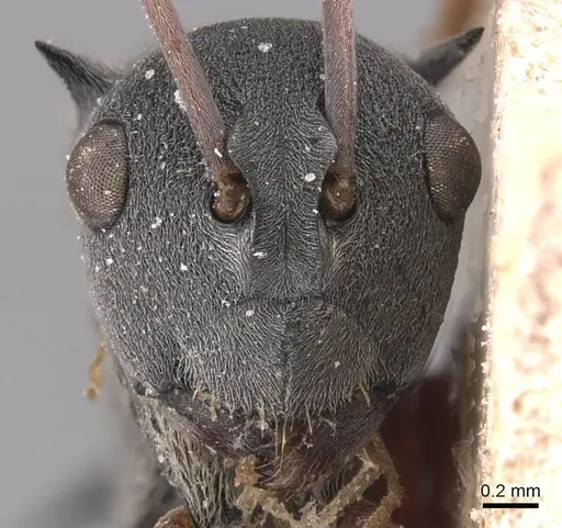 Polyrhachis basirufa specimen CASENT0905634 image casent0905634_2