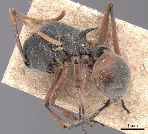 Polyrhachis basirufa specimen CASENT0905634 image casent0905634_3