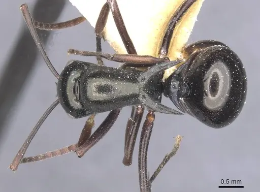 Polyrhachis batesi specimen CASENT0912149 image casent0912149_1