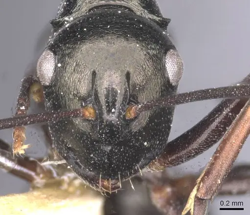 Polyrhachis batesi specimen CASENT0912149 image casent0912149_2