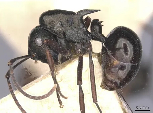 Polyrhachis batesi specimen CASENT0912149 image casent0912149_3