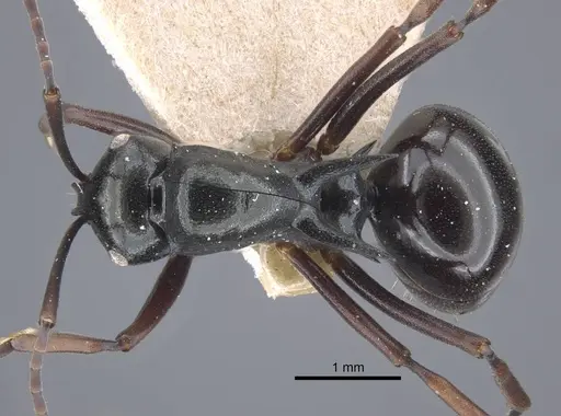 Polyrhachis batesi specimen CASENT0917197 image casent0917197_1