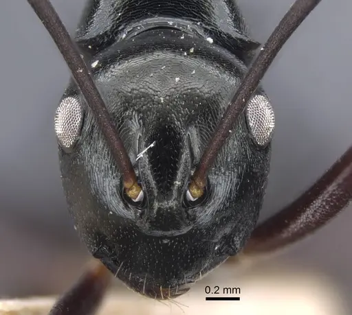 Polyrhachis batesi specimen CASENT0917197 image casent0917197_2