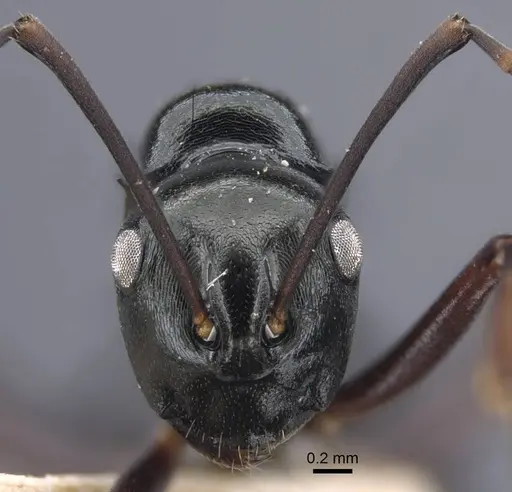 Polyrhachis batesi specimen CASENT0917197 image casent0917197_3