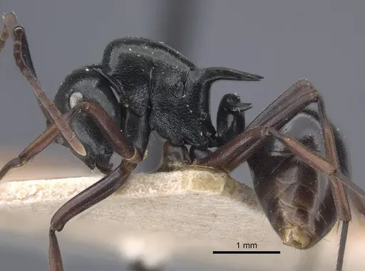 Polyrhachis batesi specimen CASENT0917197 image casent0917197_4
