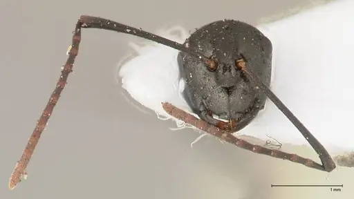 Polyrhachis batesi specimen FOCOL0569 image focol0569_1