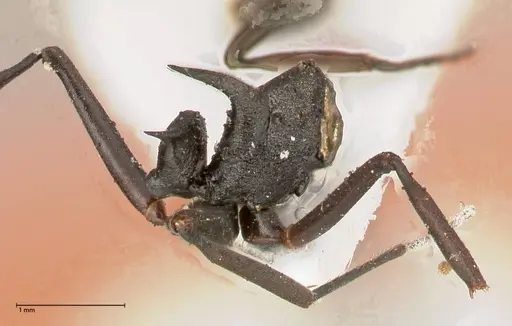 Polyrhachis batesi specimen FOCOL0569 image focol0569_2