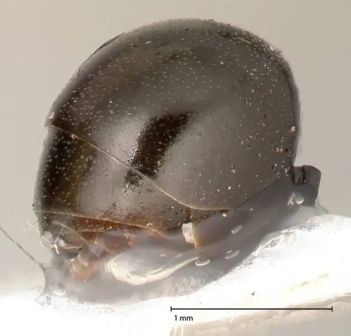 Polyrhachis batesi specimen FOCOL0569 image focol0569_3