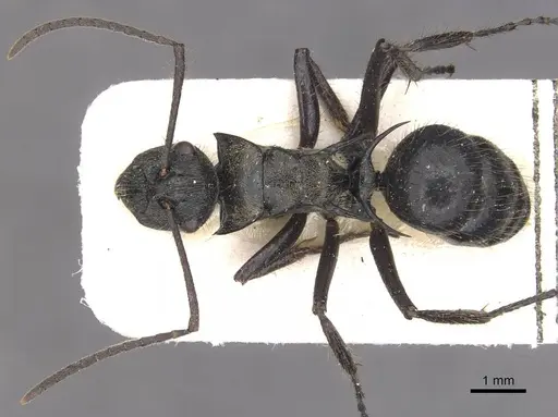 Polyrhachis beauforti specimen CASENT0910833 image casent0910833_1