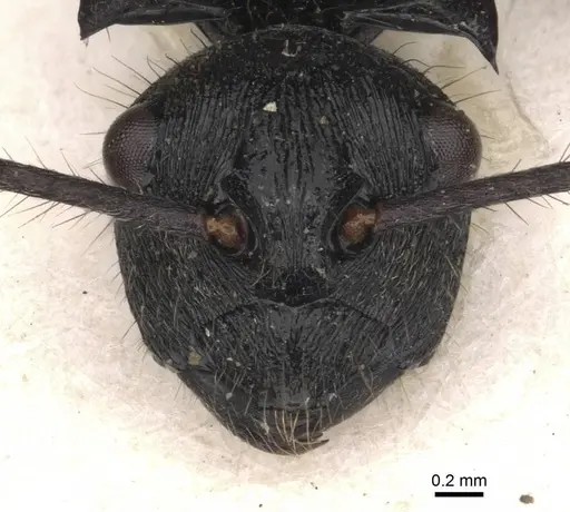 Polyrhachis beauforti specimen CASENT0910833 image casent0910833_2