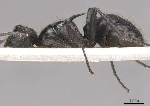 Polyrhachis beauforti specimen CASENT0910833 image casent0910833_3