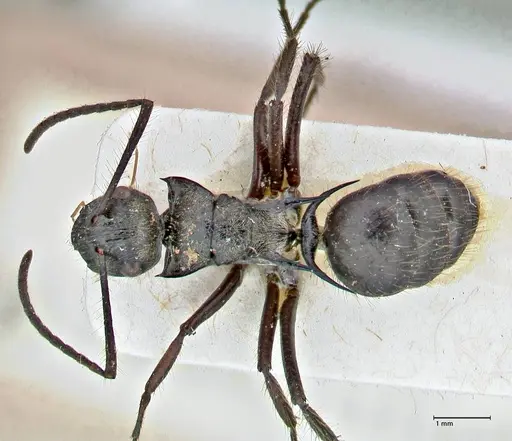Polyrhachis beauforti specimen FOCOL2928 image focol2928_1