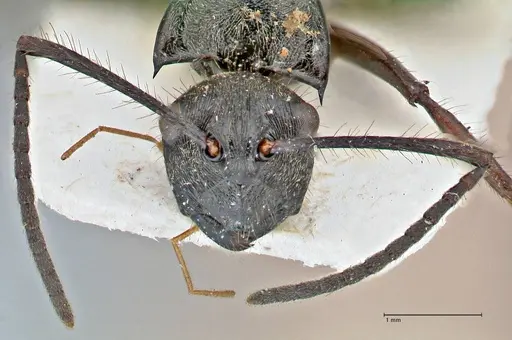 Polyrhachis beauforti specimen FOCOL2928 image focol2928_2