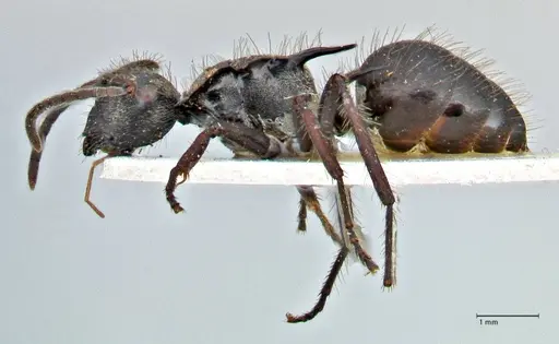 Polyrhachis beauforti specimen FOCOL2928 image focol2928_3