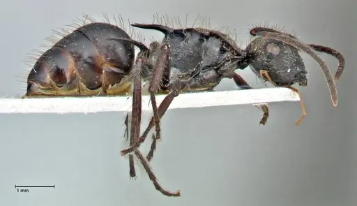 Polyrhachis beauforti specimen FOCOL2928 image focol2928_4