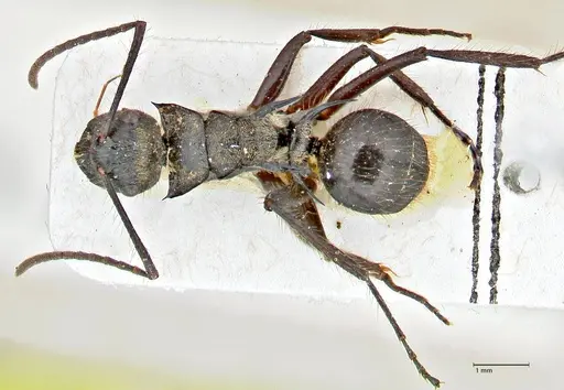 Polyrhachis beauforti specimen FOCOL2929 image focol2929_1
