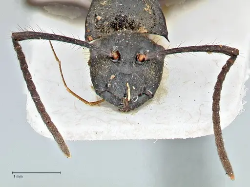 Polyrhachis beauforti specimen FOCOL2929 image focol2929_2