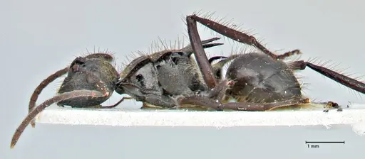 Polyrhachis beauforti specimen FOCOL2929 image focol2929_3