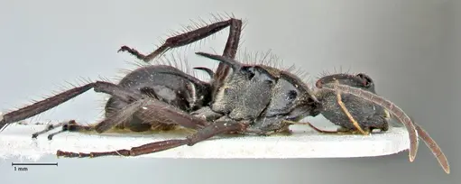 Polyrhachis beauforti specimen FOCOL2929 image focol2929_4
