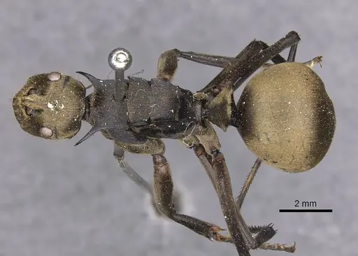 Polyrhachis beccarii specimen CASENT0905817 image casent0905817_1