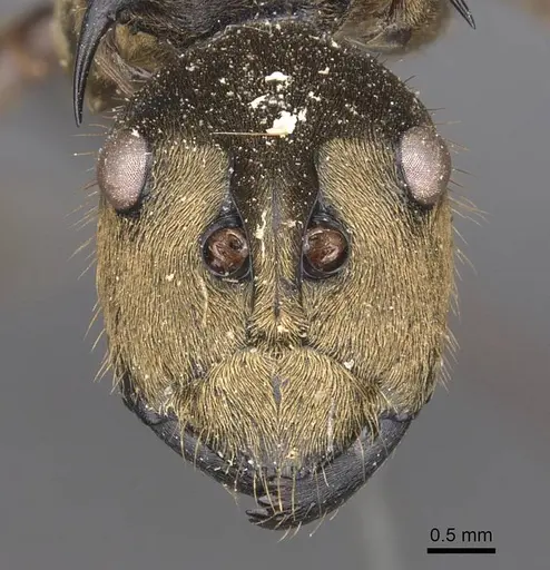 Polyrhachis beccarii specimen CASENT0905817 image casent0905817_2