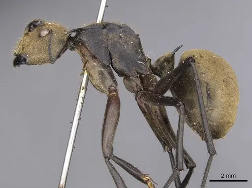 Polyrhachis beccarii specimen CASENT0905817 image casent0905817_3