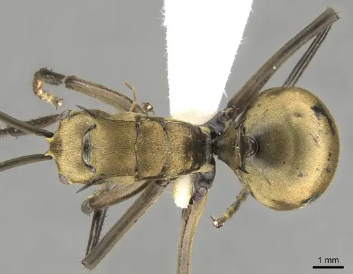 Polyrhachis beccarii specimen CASENT0906804 image casent0906804_1