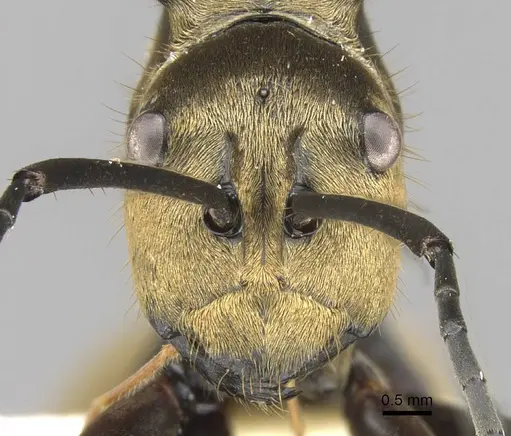 Polyrhachis beccarii specimen CASENT0906804 image casent0906804_2