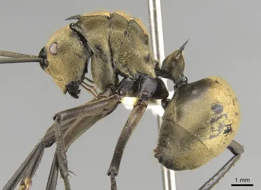 Polyrhachis beccarii specimen CASENT0906804 image casent0906804_4