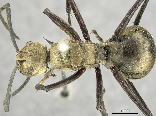 Polyrhachis beccarii specimen CASENT0915817 image casent0915817_1