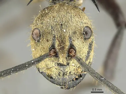 Polyrhachis beccarii specimen CASENT0915817 image casent0915817_2