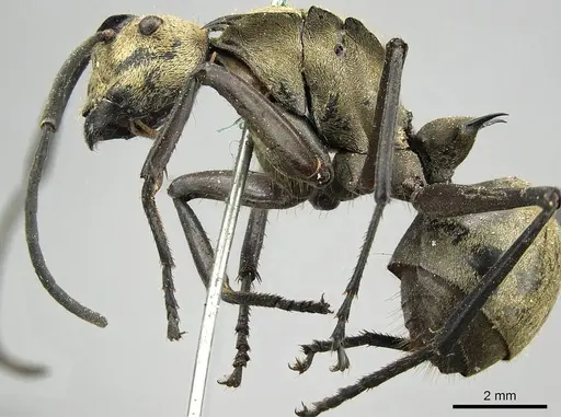 Polyrhachis beccarii specimen CASENT0915817 image casent0915817_3