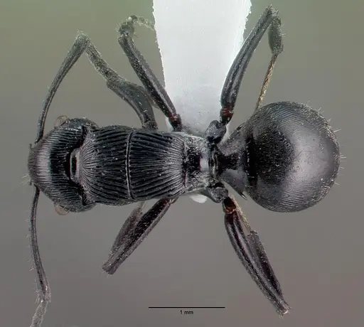 Polyrhachis bedeloweryi specimen CASENT0009235 image casent0009235_1