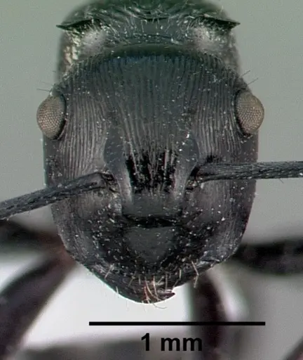 Polyrhachis bedeloweryi specimen CASENT0009235 image casent0009235_2
