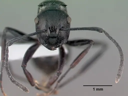 Polyrhachis bedeloweryi specimen CASENT0009235 image casent0009235_3