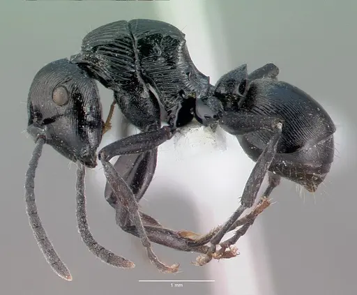 Polyrhachis bedeloweryi specimen CASENT0009235 image casent0009235_4