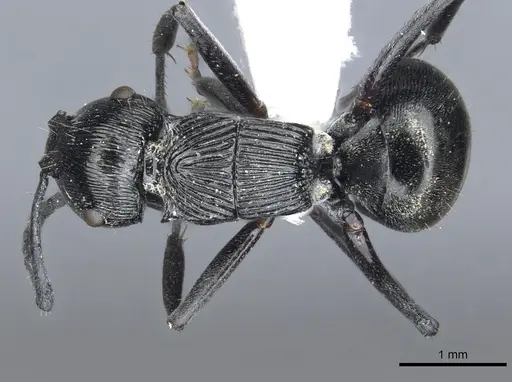 Polyrhachis bedeloweryi specimen CASENT0903315 image casent0903315_1