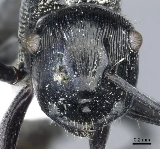 Polyrhachis bedeloweryi specimen CASENT0903315 image casent0903315_2