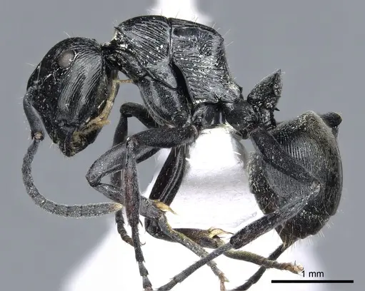 Polyrhachis bedeloweryi specimen CASENT0903315 image casent0903315_3