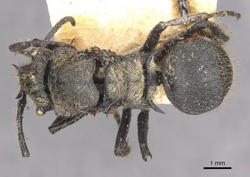 Polyrhachis bedoti specimen CASENT0910834 image casent0910834_1