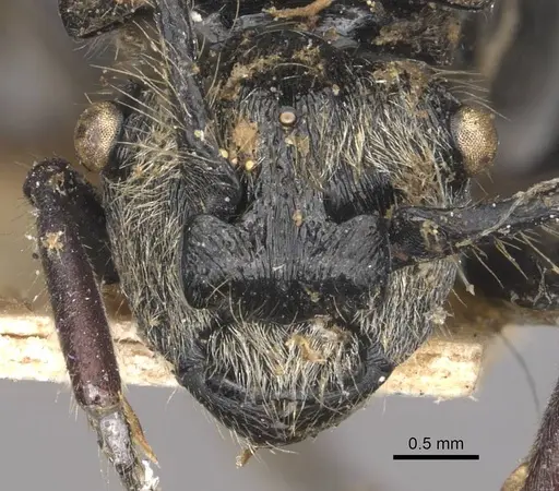 Polyrhachis bedoti specimen CASENT0910834 image casent0910834_2