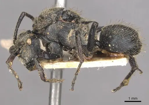 Polyrhachis bedoti specimen CASENT0910834 image casent0910834_3